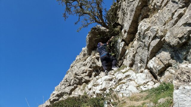 Dan, seen from below, scrambles up a craggy limestone cliff underneath a hawthorne tree that clings to an overhang.