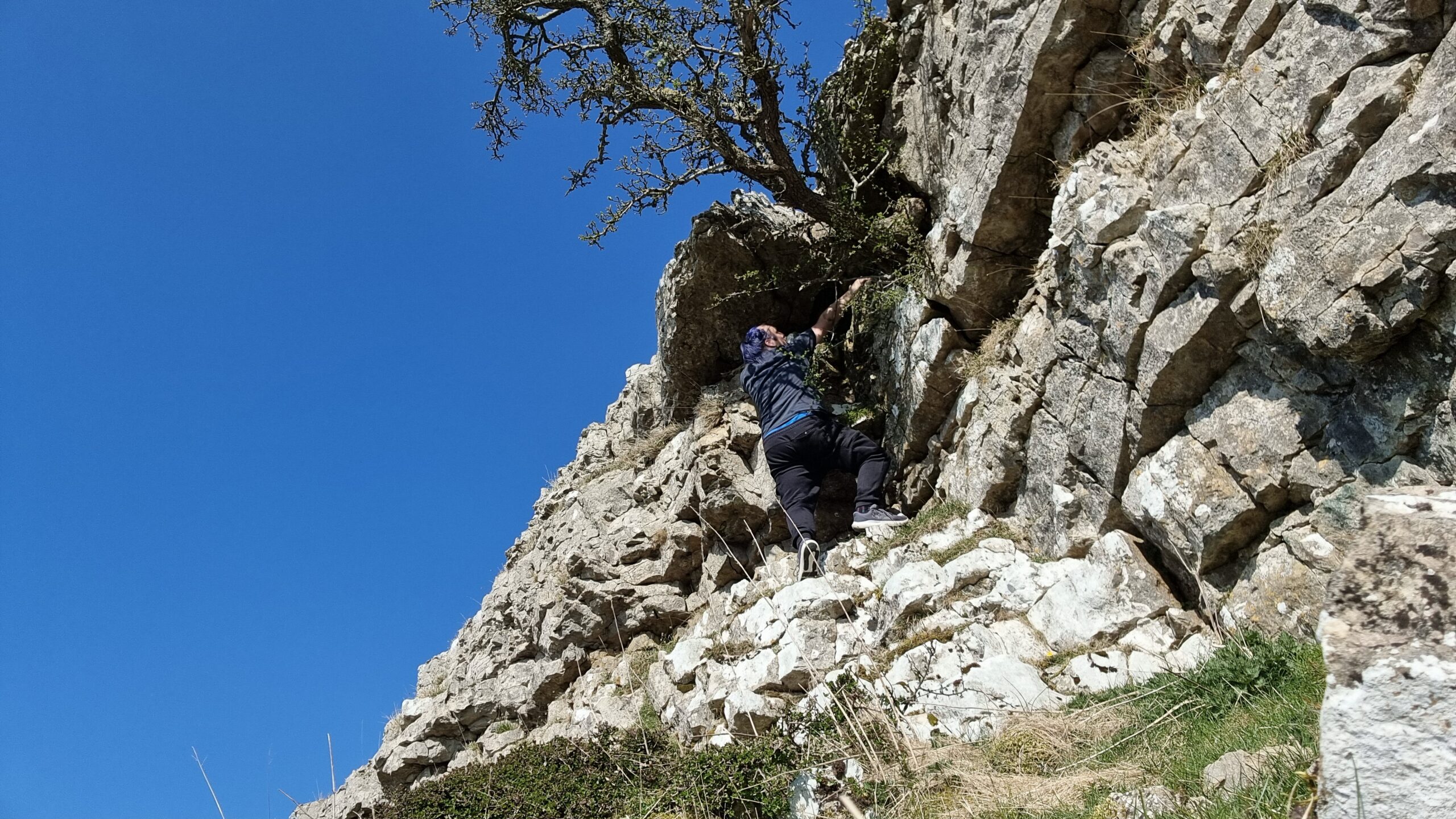Full image of Dan, seen from below, scrambles up a craggy limestone cliff underneath a hawthorne tree that clings to an overhang.