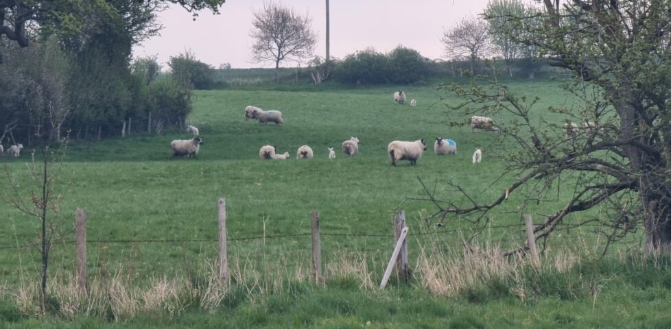 A field of sheep in early morning light.