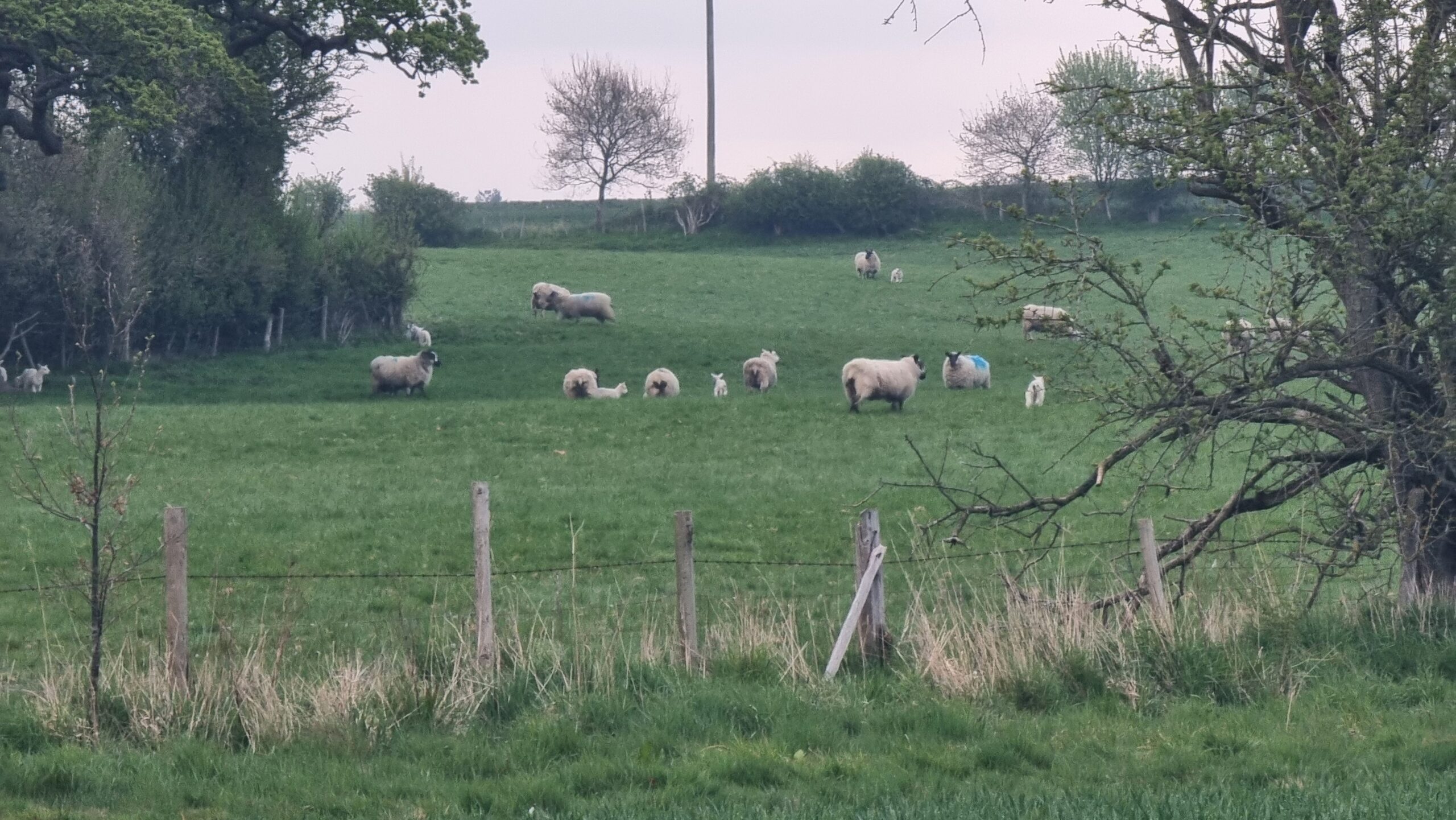 Full image of A field of sheep in early morning light.