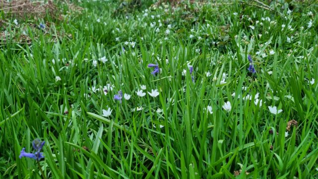 Bluebells and snowdrops among a thick grass.