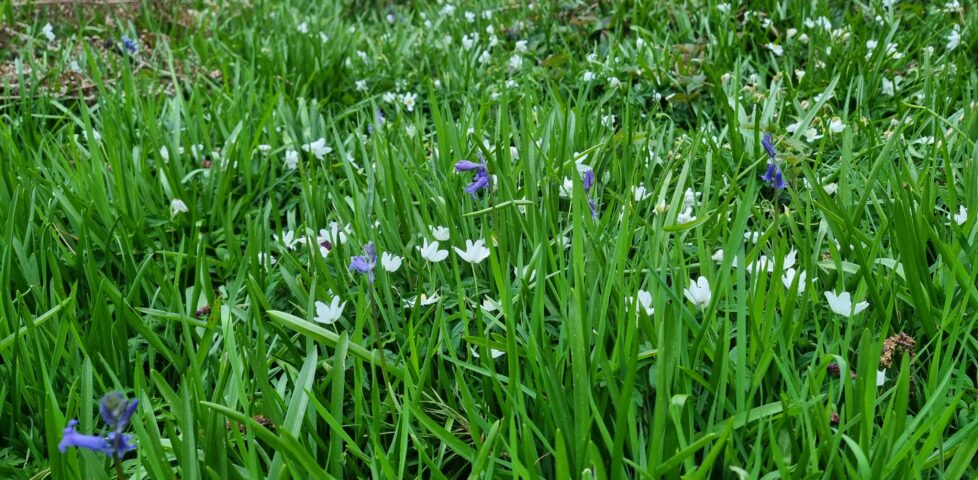 Bluebells and snowdrops among a thick grass.