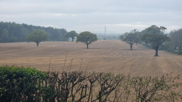 A field, dotted with trees, in the rain.