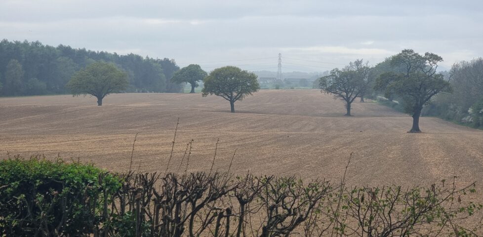 A field, dotted with trees, in the rain.