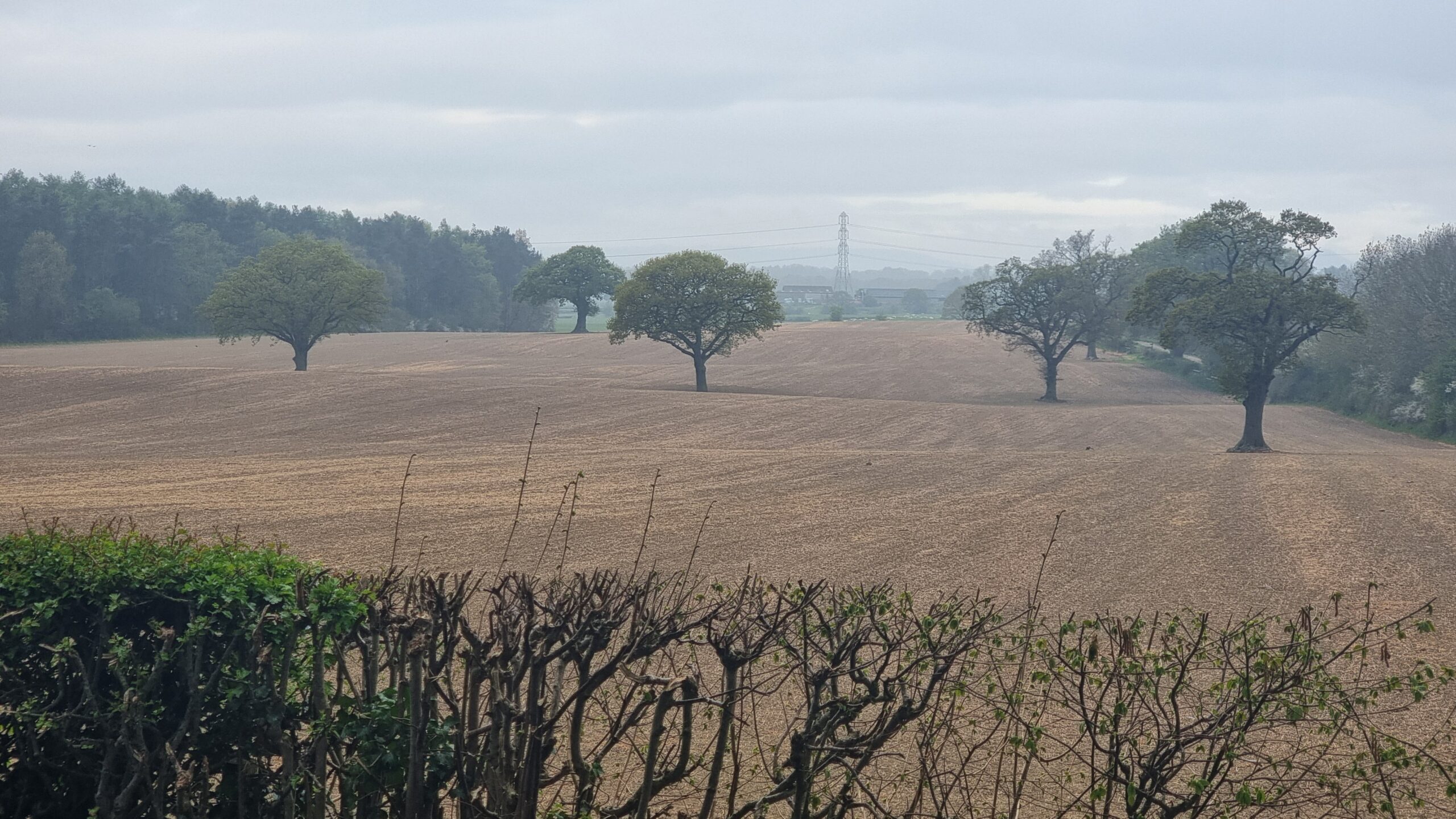 Full image of A field, dotted with trees, in the rain.