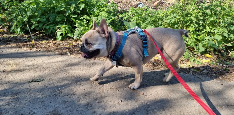 A champagne-coloured French Bulldog wearing a harness at the end of a read lead trots happily along a dirt path.