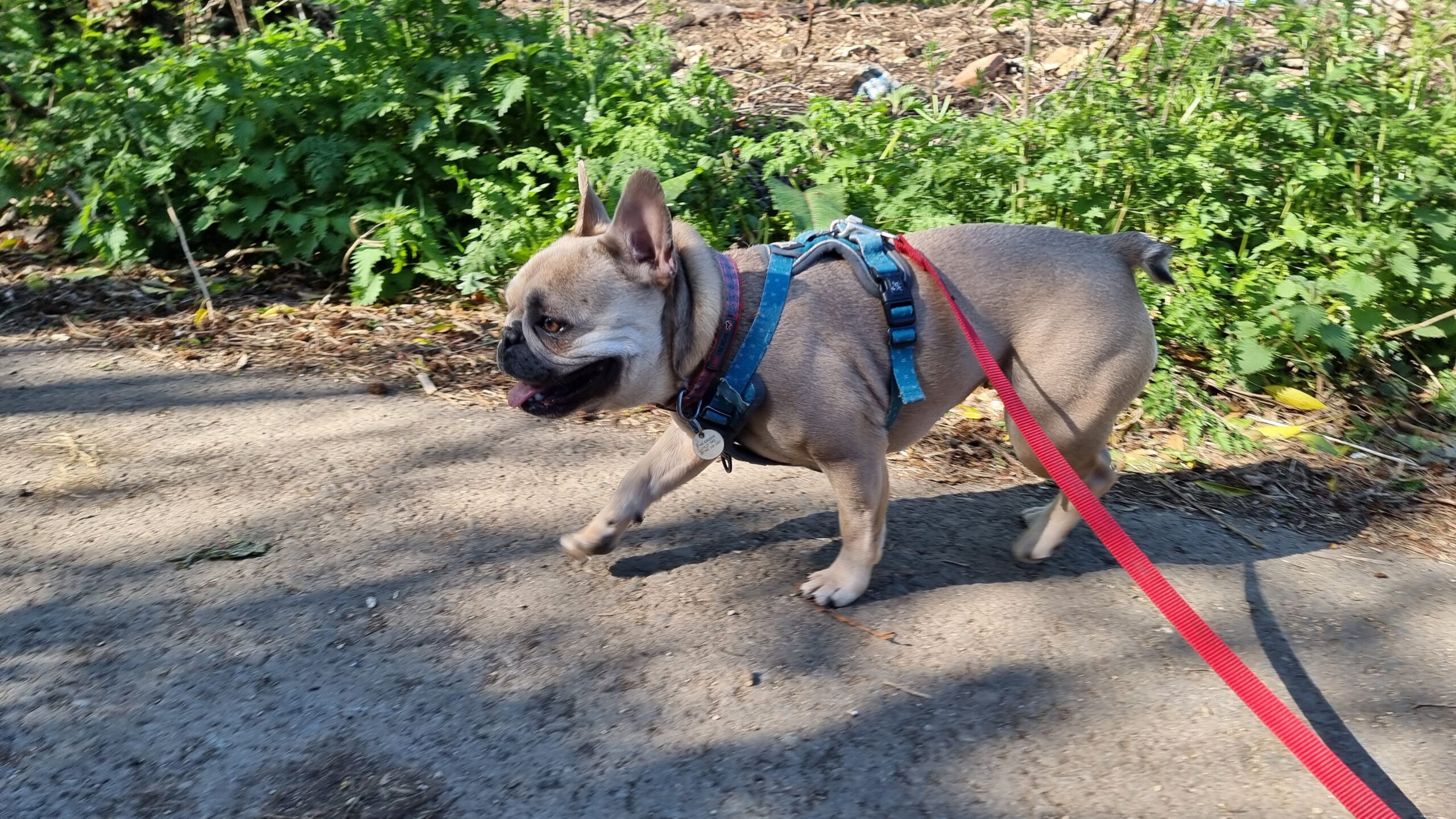 Full image of A champagne-coloured French Bulldog wearing a harness at the end of a read lead trots happily along a dirt path.