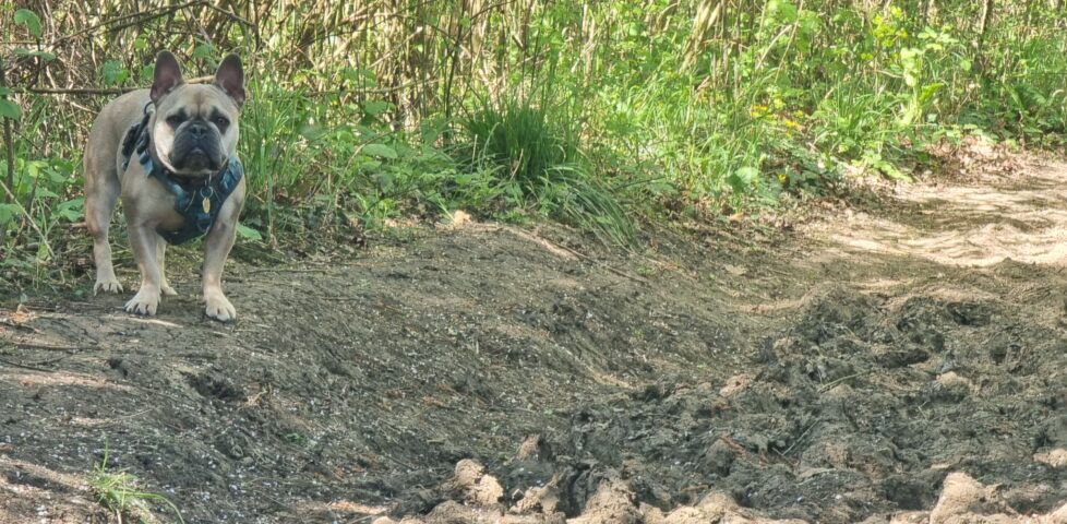 A champagne-coloured French Bulldog stands alongside severely furrowed and pitted ground on a dry earth path through a forest.