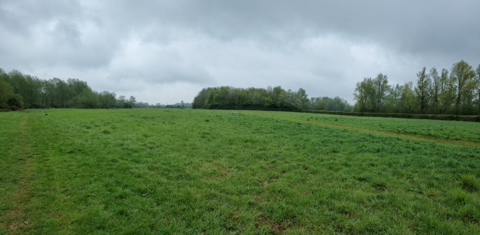 Grassy meadow between small forests.