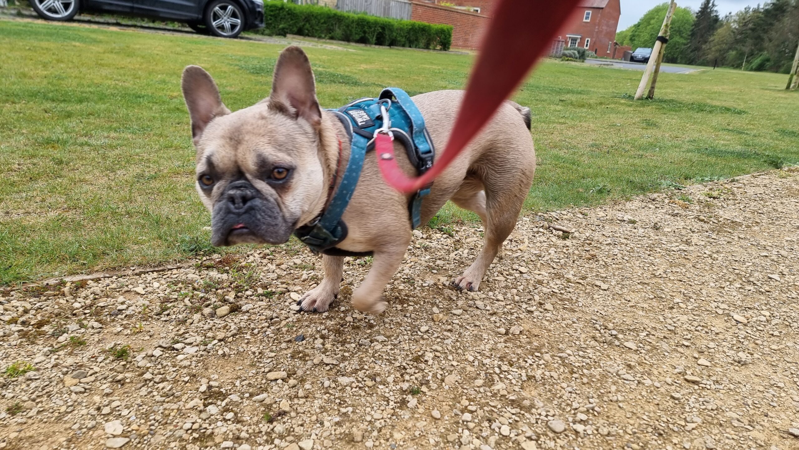 Full image of A muddy-looking French Bulldog.