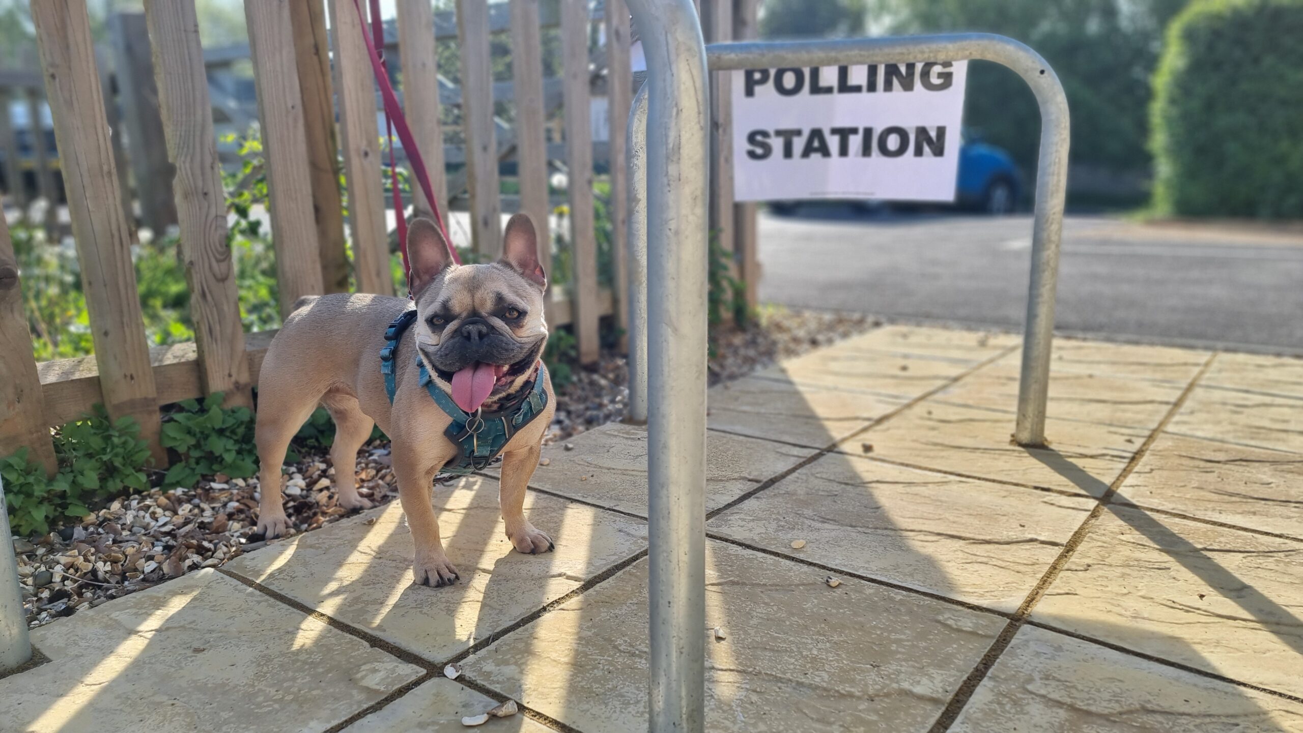 Full image of A French Bulldog stands alongside a polling station sign that's been attached to a bike rack.