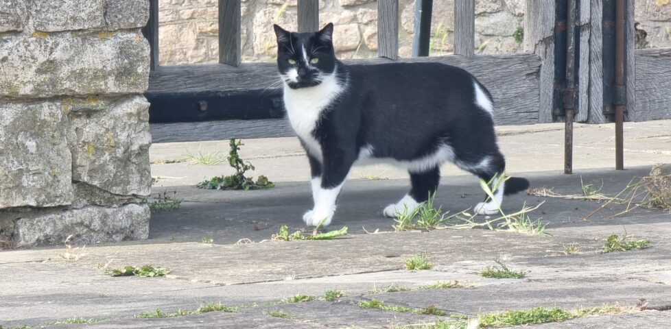 A black and white cat stands on flagstones before a wooden gate.