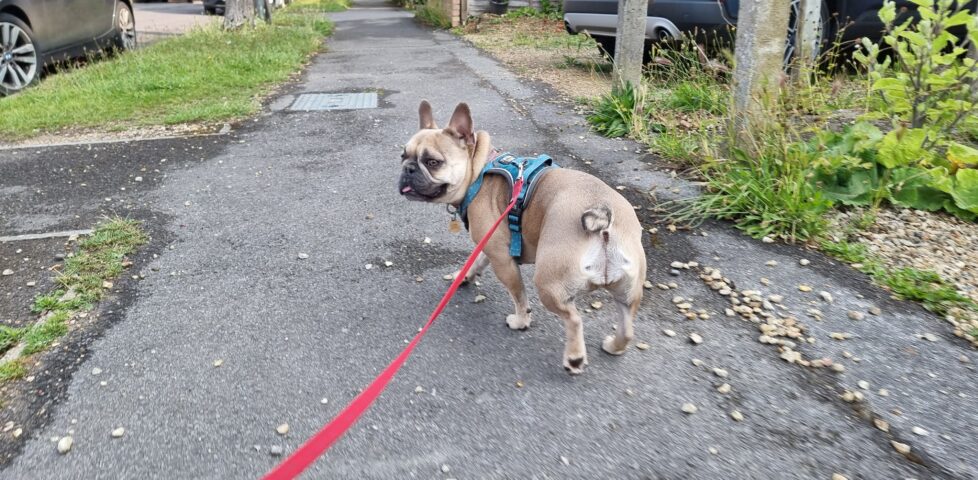 A French Bulldog on a long red lead walks along a residential footpath.