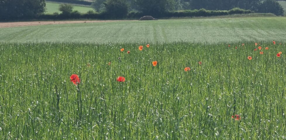 Tall red poppies peep over young corn in a long field.