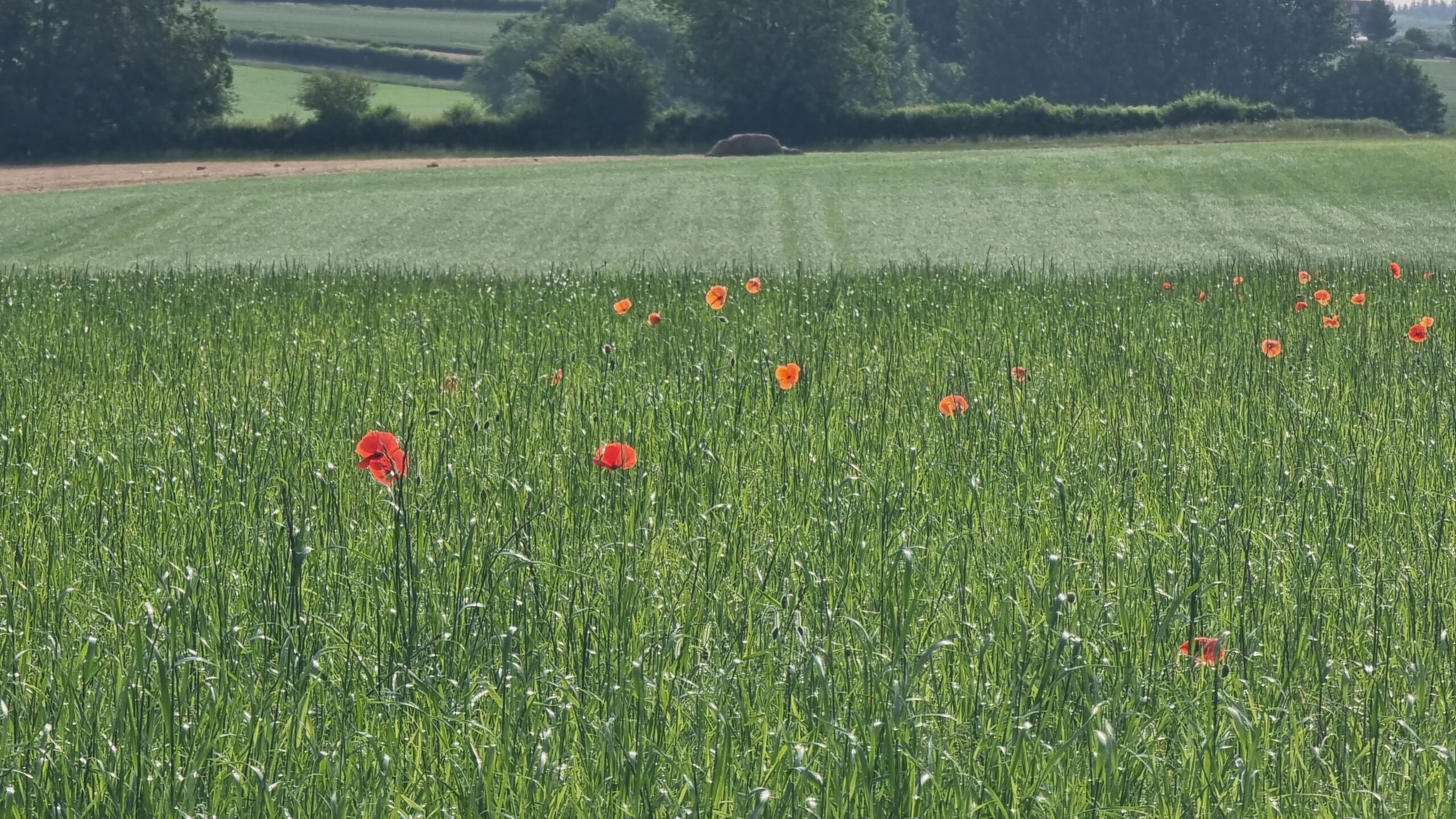 Full image of Tall red poppies peep over young corn in a long field.