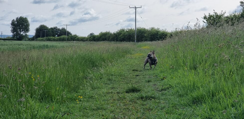 A French Bulldog explores an open field.