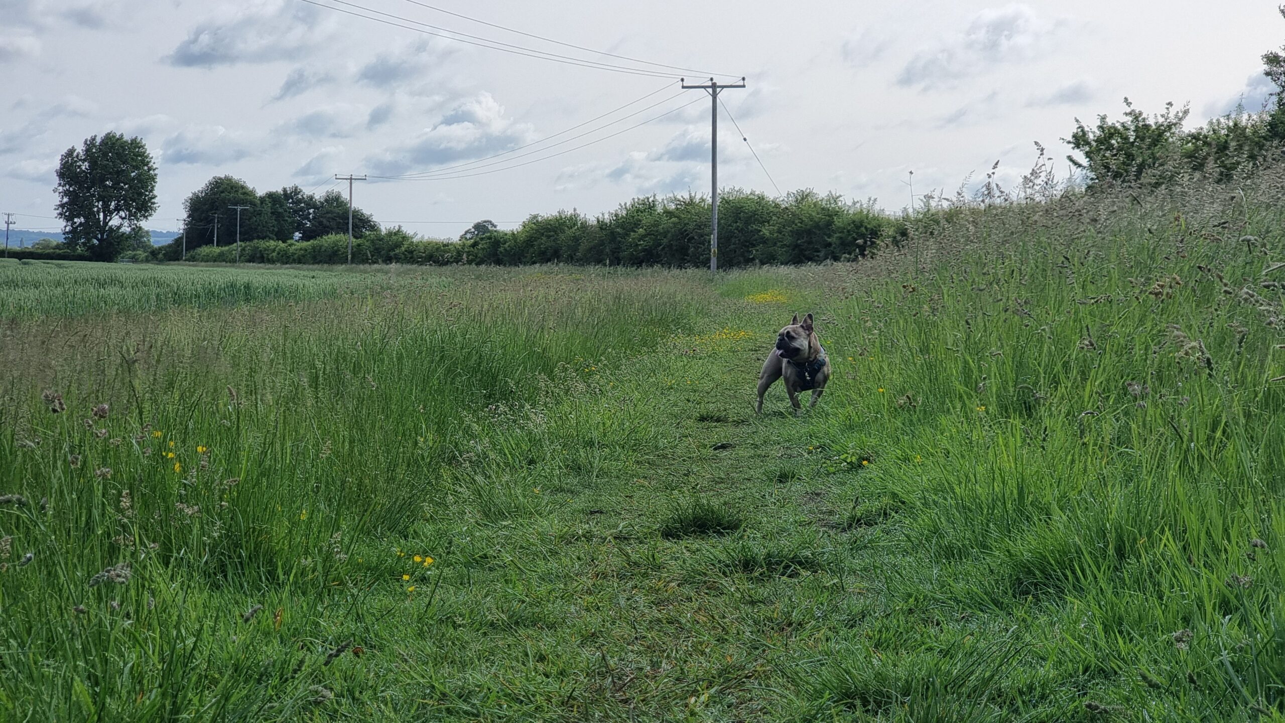 Full image of A French Bulldog explores an open field.