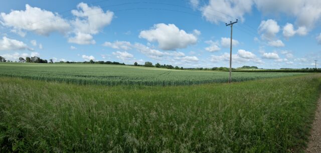 Wide panoramic view of cornfields dappled by sunlight, under small tufty clouds.