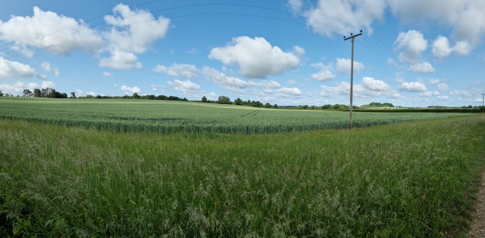Wide panoramic view of cornfields dappled by sunlight, under small tufty clouds.