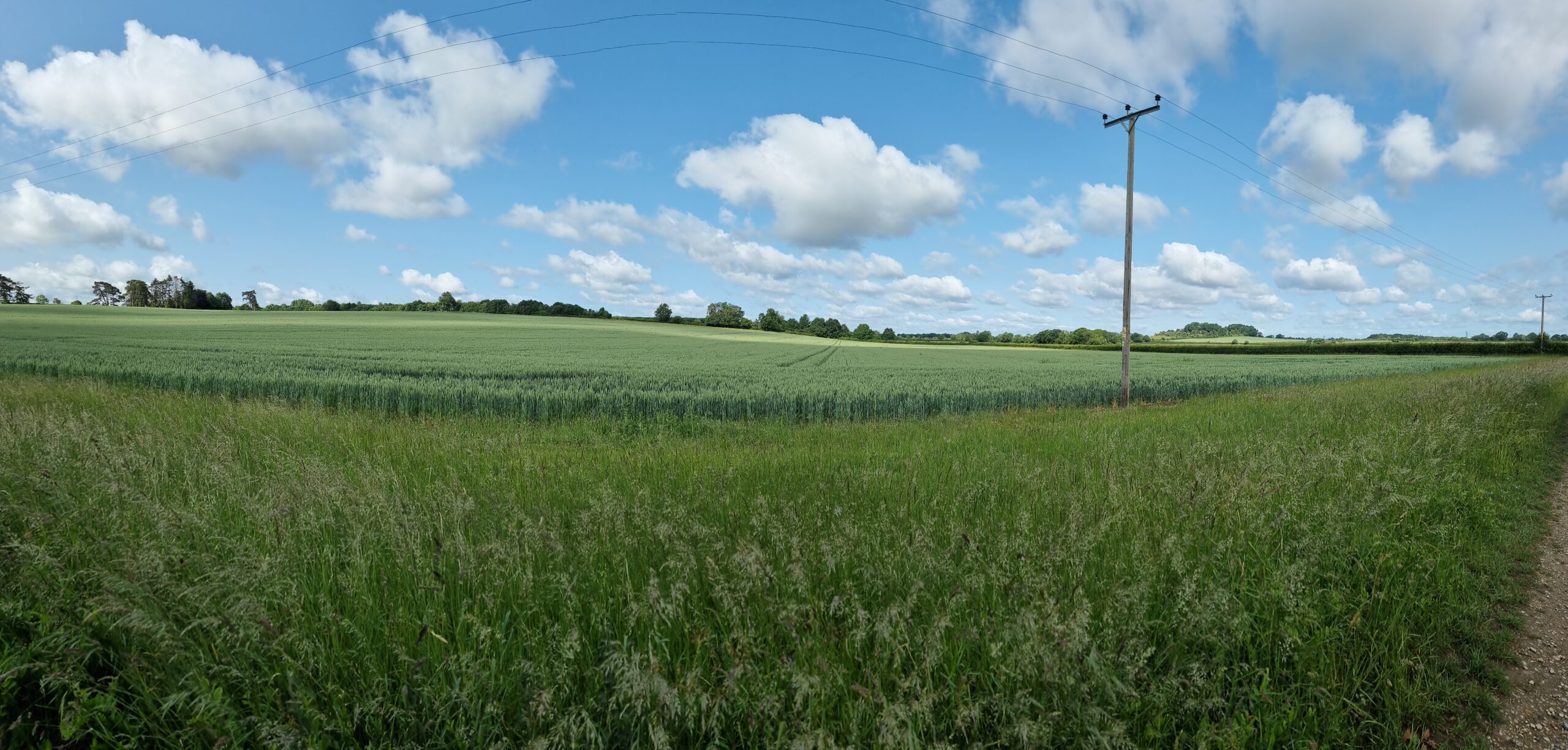 Full image of Wide panoramic view of cornfields dappled by sunlight, under small tufty clouds.