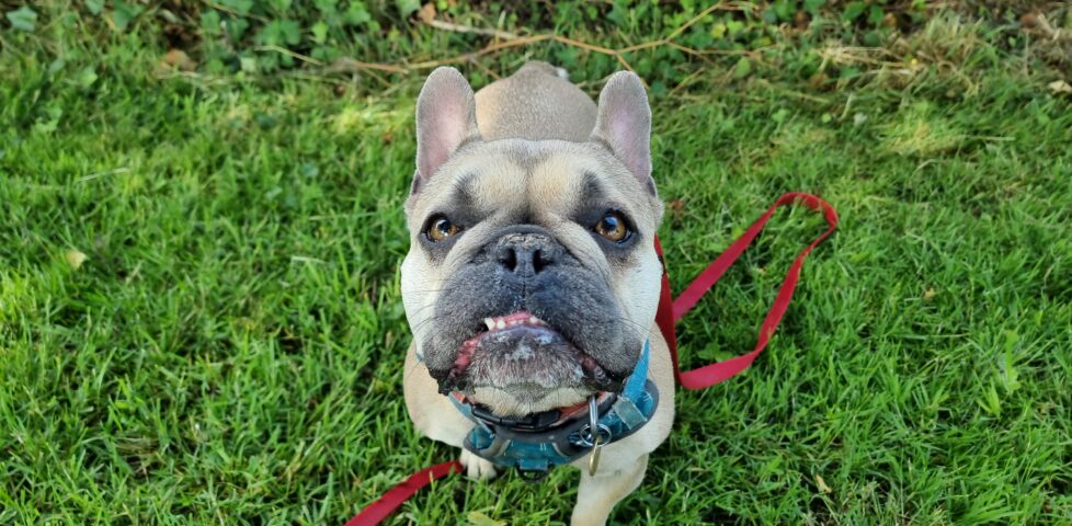 A champagne-coloured French Bulldog sits on grass, looking intently at something just behind the camera.