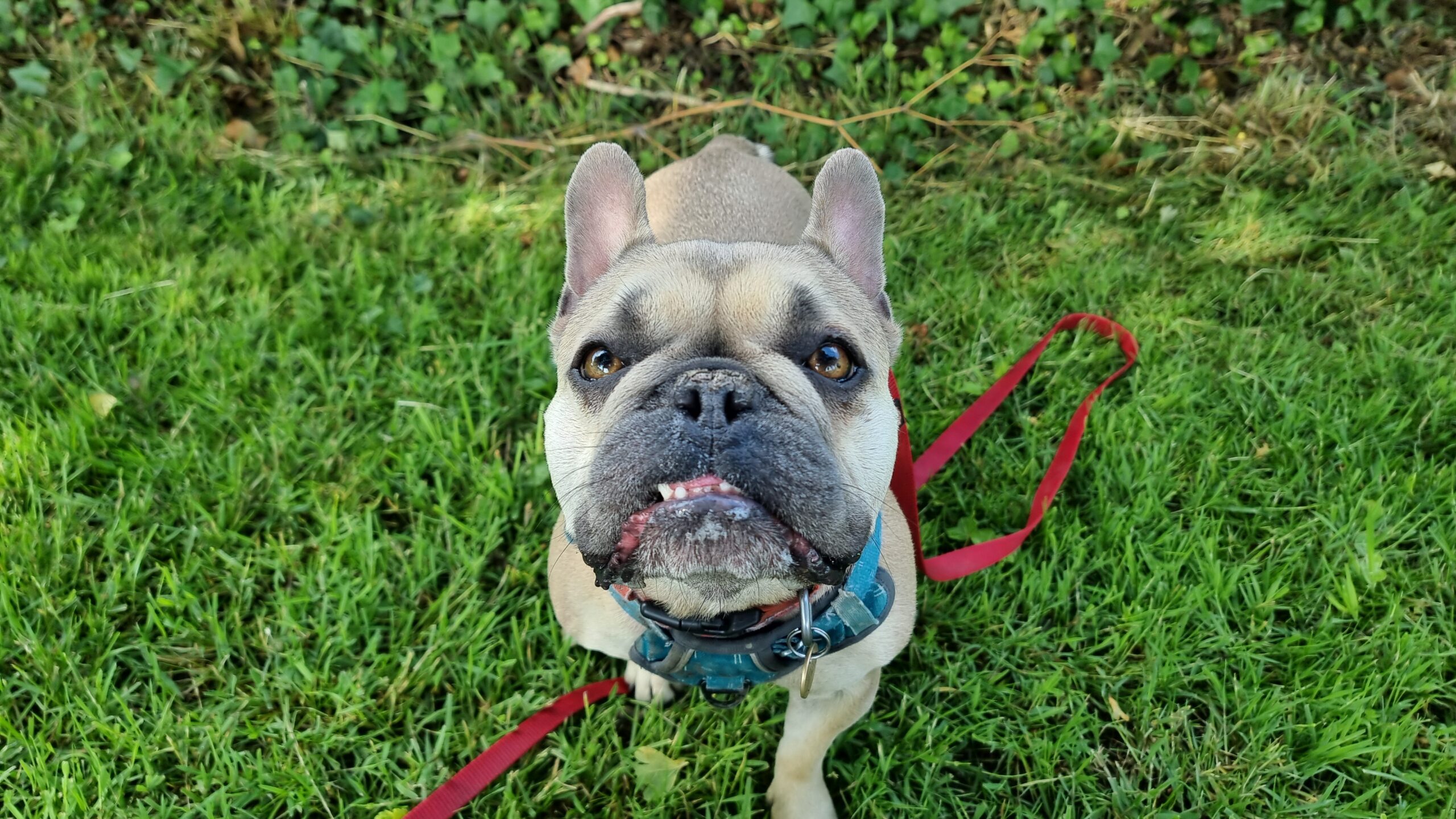 Full image of A champagne-coloured French Bulldog sits on grass, looking intently at something just behind the camera.