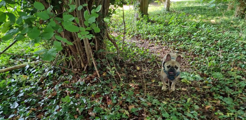 A French Bulldog stands alongside a short gnarly tree in a lightly-wooded copse.