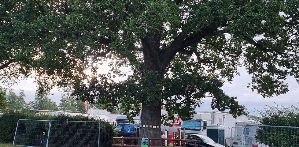 Jonah's Oak; a large and well-kept oak tree in the middle of a hedgerow, with plaques on and around it, with festival workings in the background.