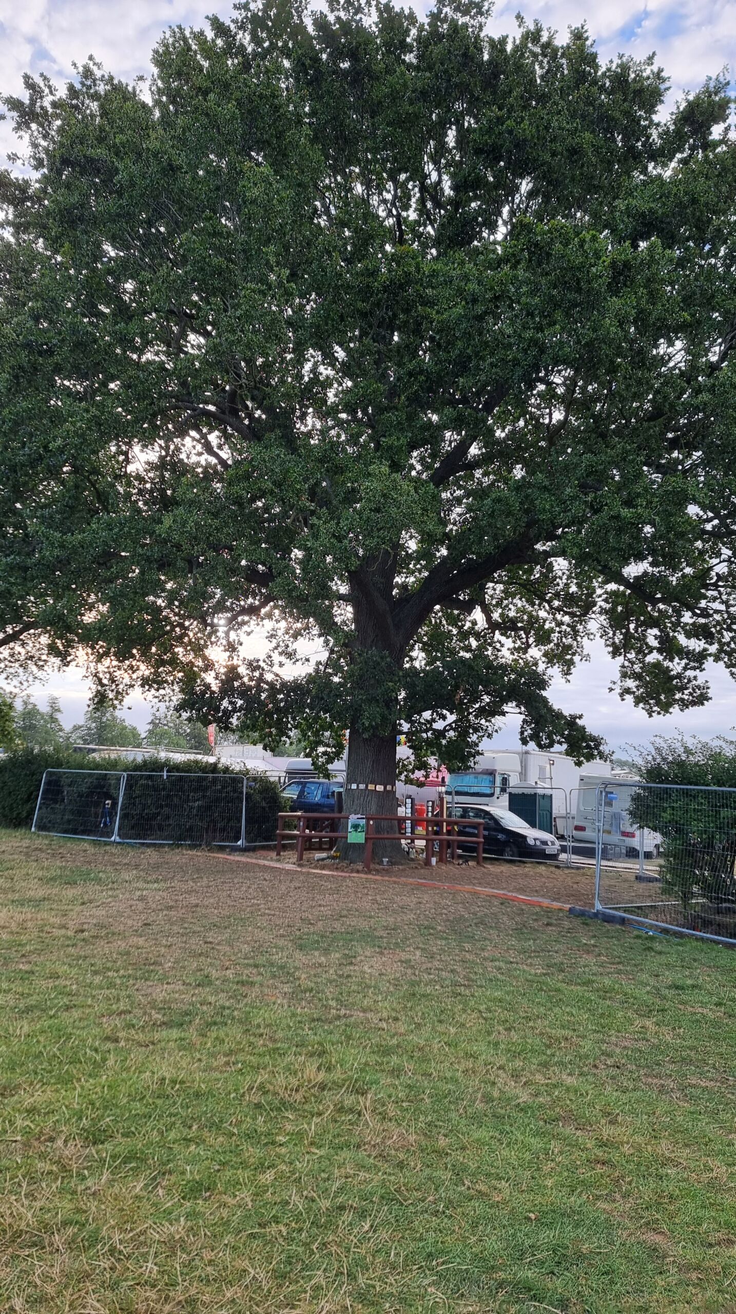 Full image of Jonah's Oak; a large and well-kept oak tree in the middle of a hedgerow, with plaques on and around it, with festival workings in the background.