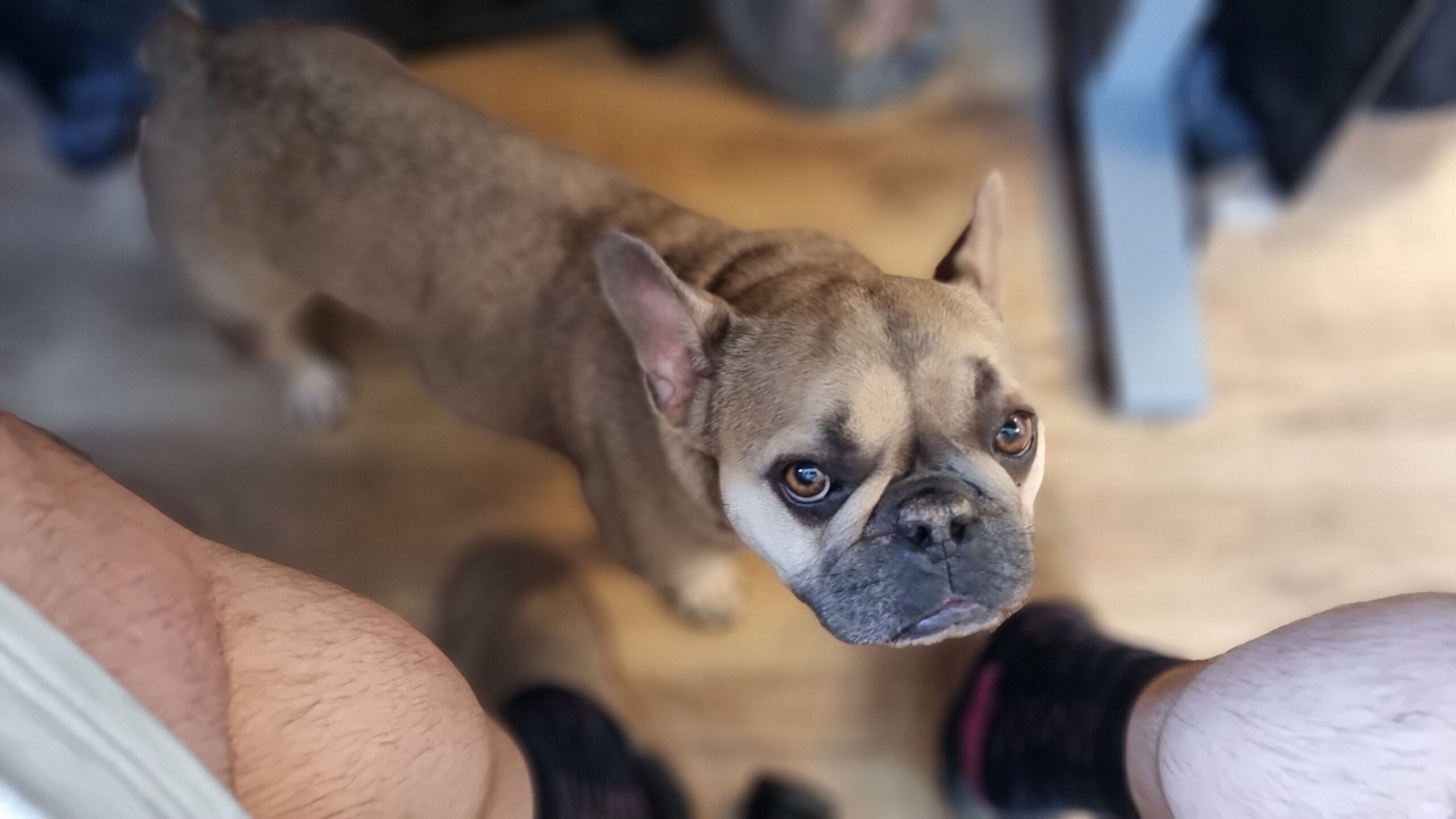 Full image of In faux-soft-focus, a champagne-coloured French Bulldog looks up from beneath an office desk, framed between the shorts-wearing legs of a white man.