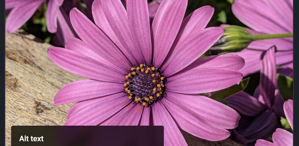 The Mastodon user interface showing an "Alt" button in the bottom left corner that is toggled and shows the alt text for the image: "Pink daisy flower on a piece of driftwood"