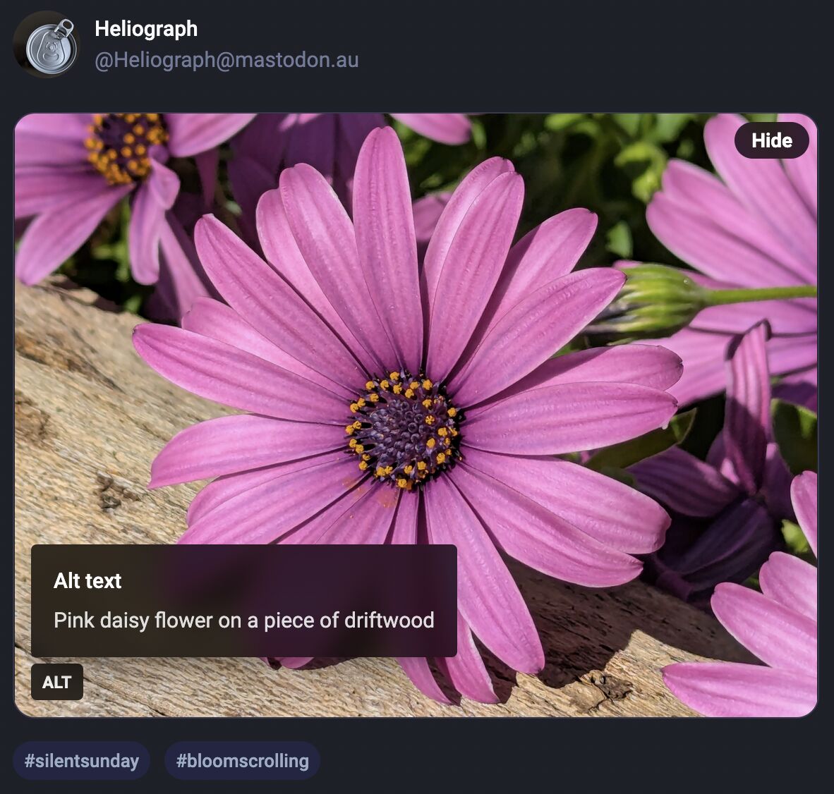 Full image of The Mastodon user interface showing an "Alt" button in the bottom left corner that is toggled and shows the alt text for the image: "Pink daisy flower on a piece of driftwood"