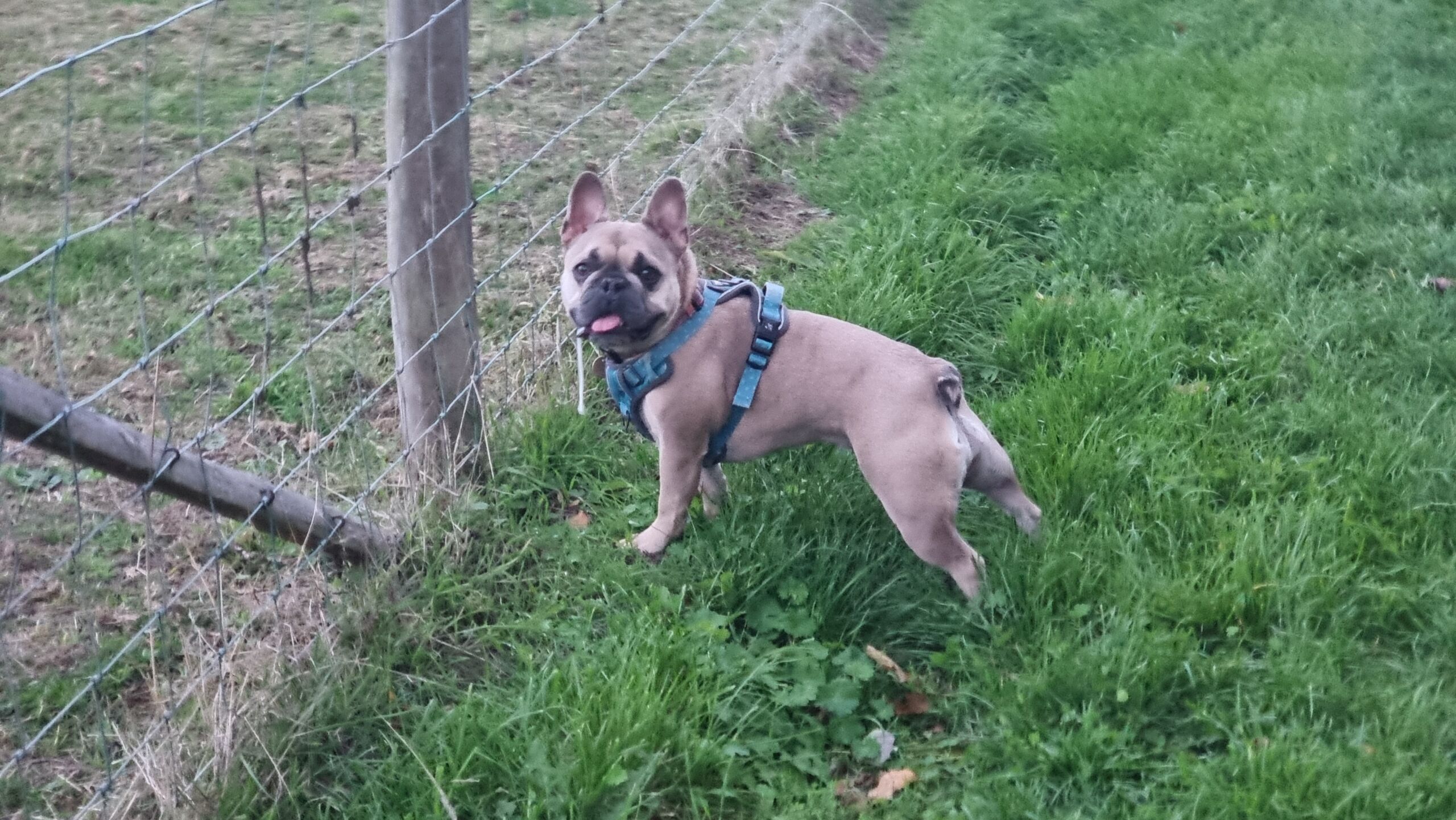 Full image of A champagne-coloured French Bulldog stands towards a wire fence, her rear legs leaning excitedly forwards and her face, turned towards the camera, showing an inquisitive look (albeit with a blep and a long ribbon of drool).