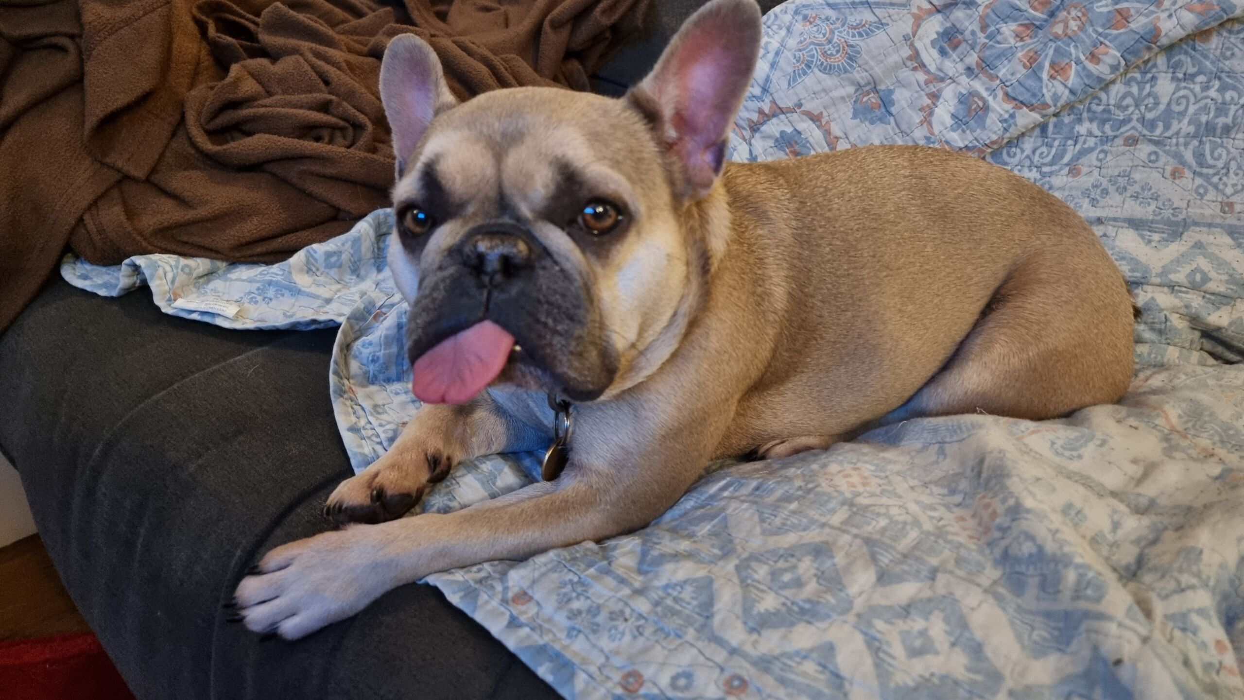 Full image of A French Bulldog lies comfortably in a sofa, her tongue stuck out in an enormous blep.