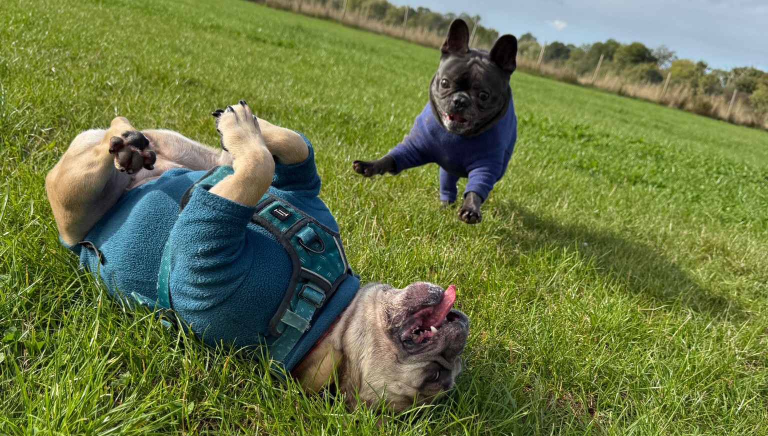 Full image of A pair of jumper-wearing French Bulldogs at play in a grassy meadow. The black one is pouncing the champagne one, who is lying on her back with her tongue sticking out.