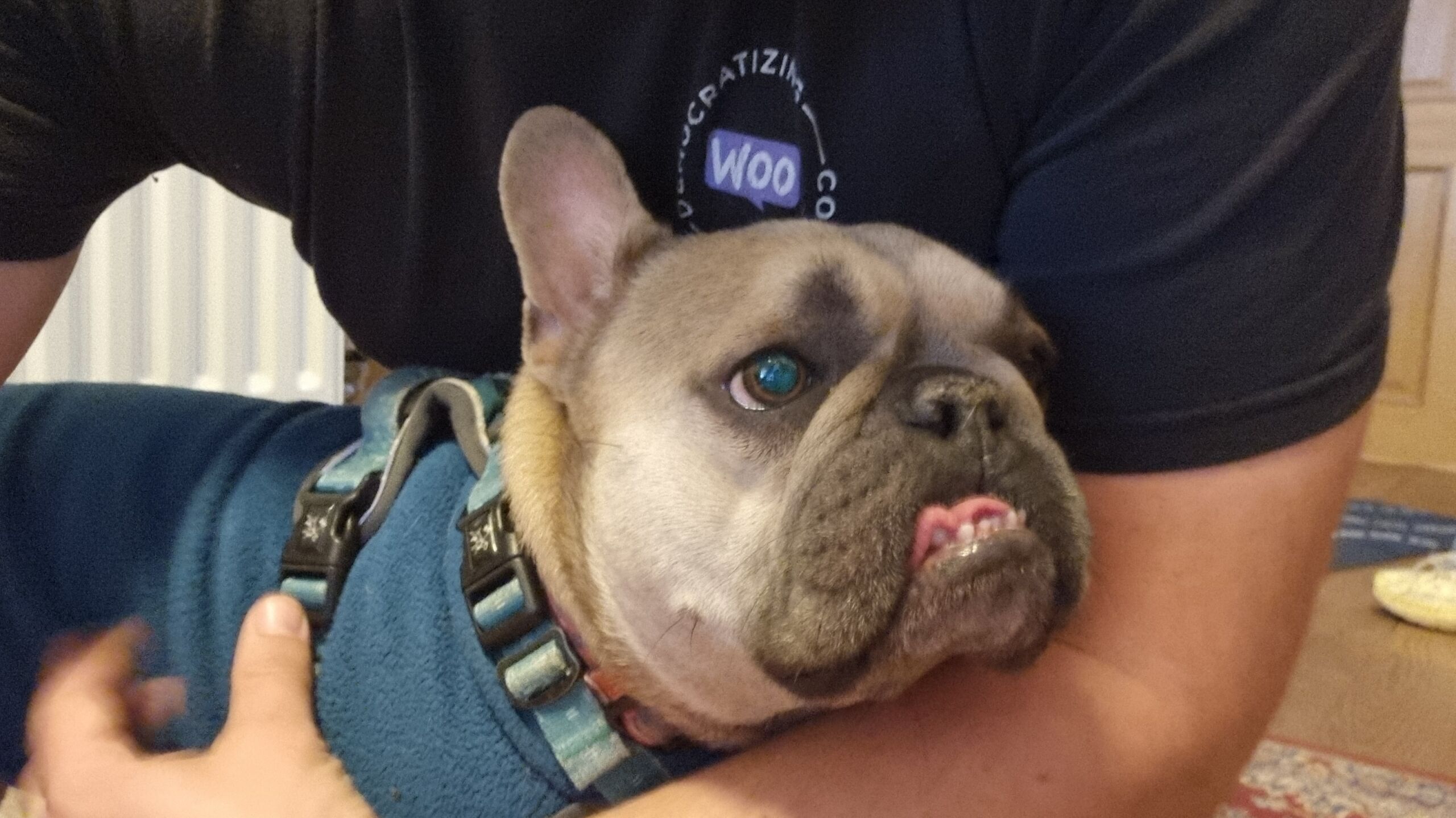 Full image of An uncertain-looking French Bulldog in a jacket and harness has her tongue gripped in her underbite as the enjoys a hug and scritch from a white human.