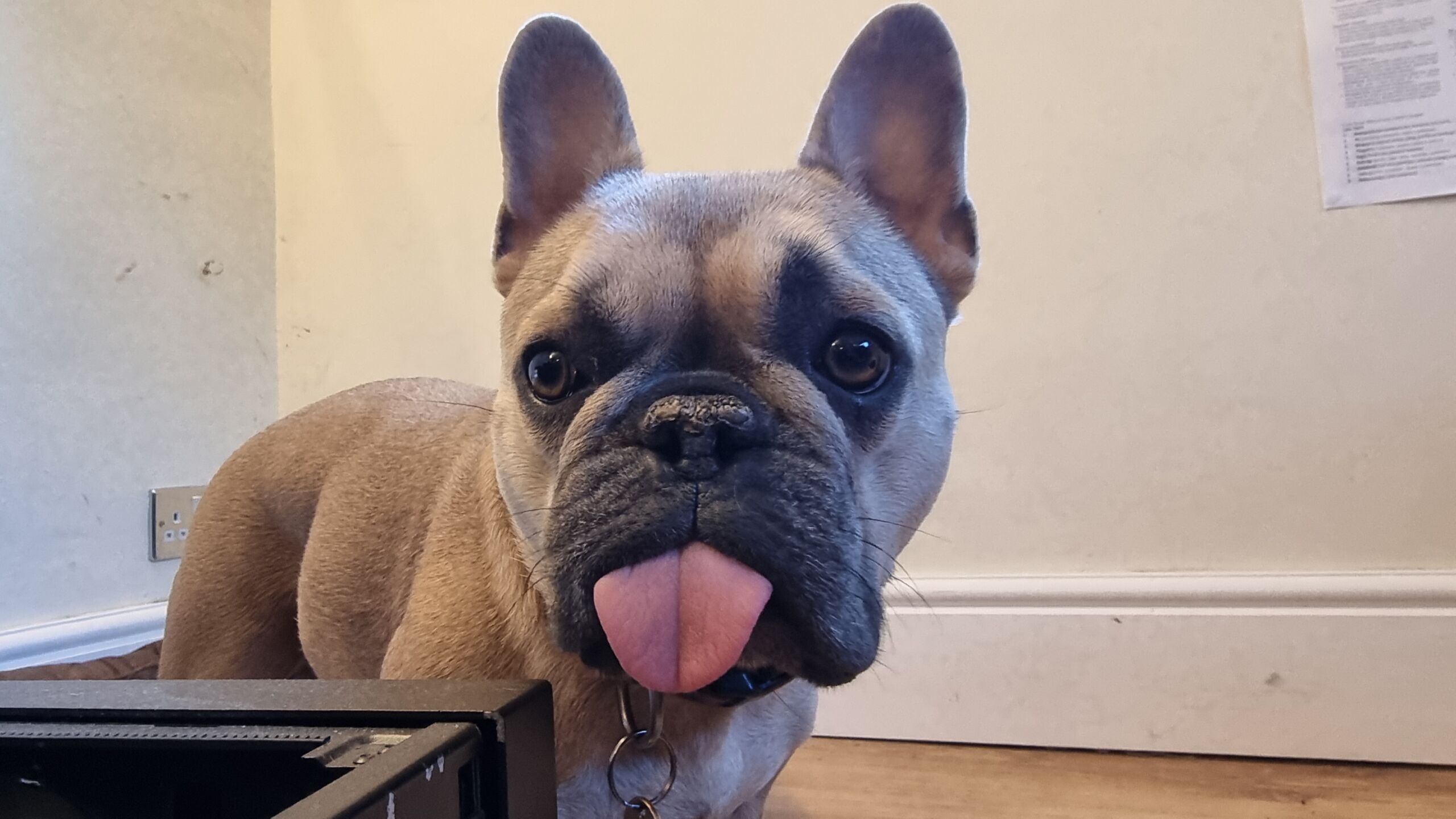 Full image of A champagne-coloured French Bulldog stands in a room, next to a a black PC case. She's staring into the middle-distance, and her tongue is at full blep.