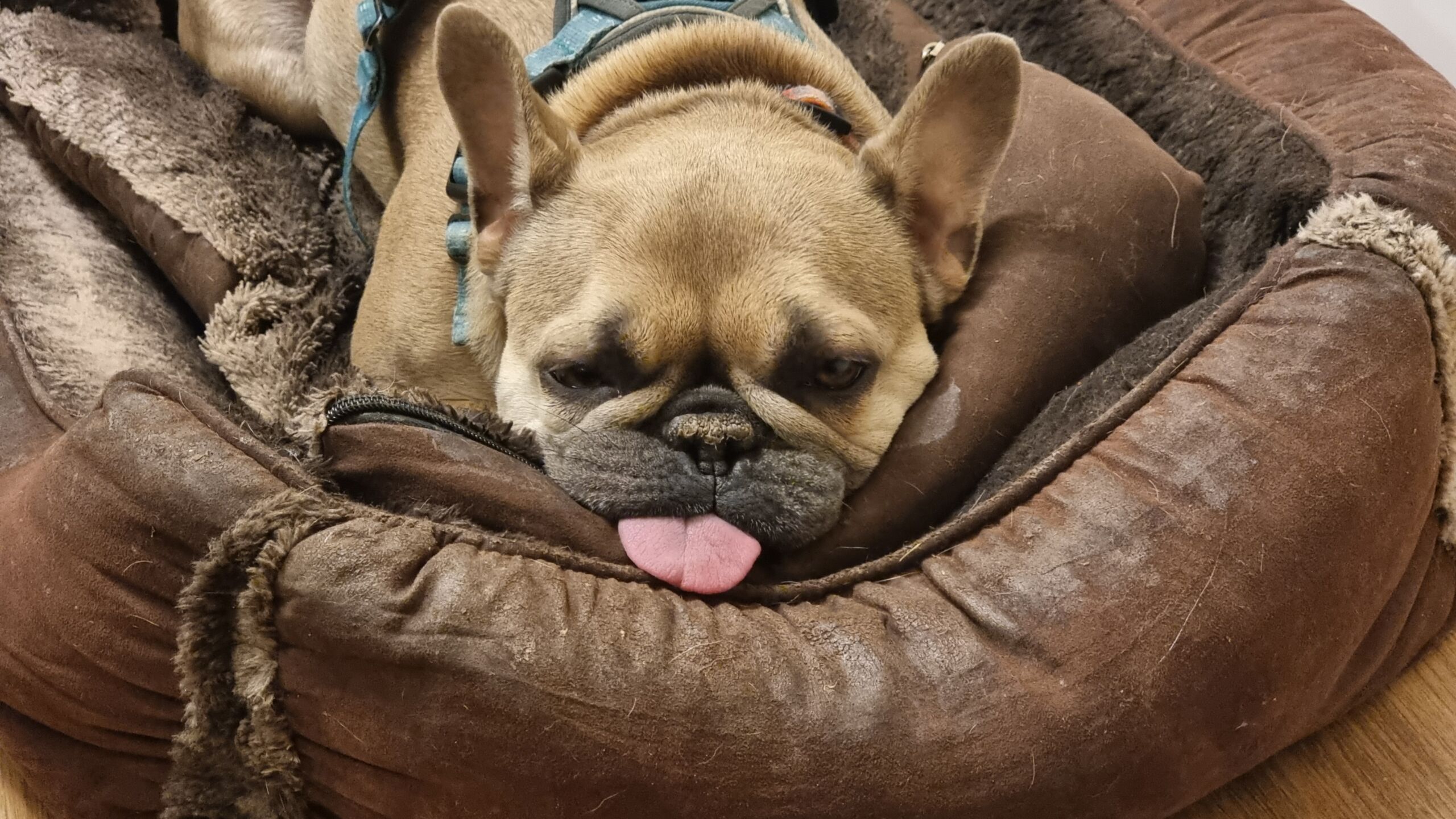 Full image of A sleepy French Bulldog lies on a soft dog bed with her tongue sticking entirely out, lying on a pillowy edge.