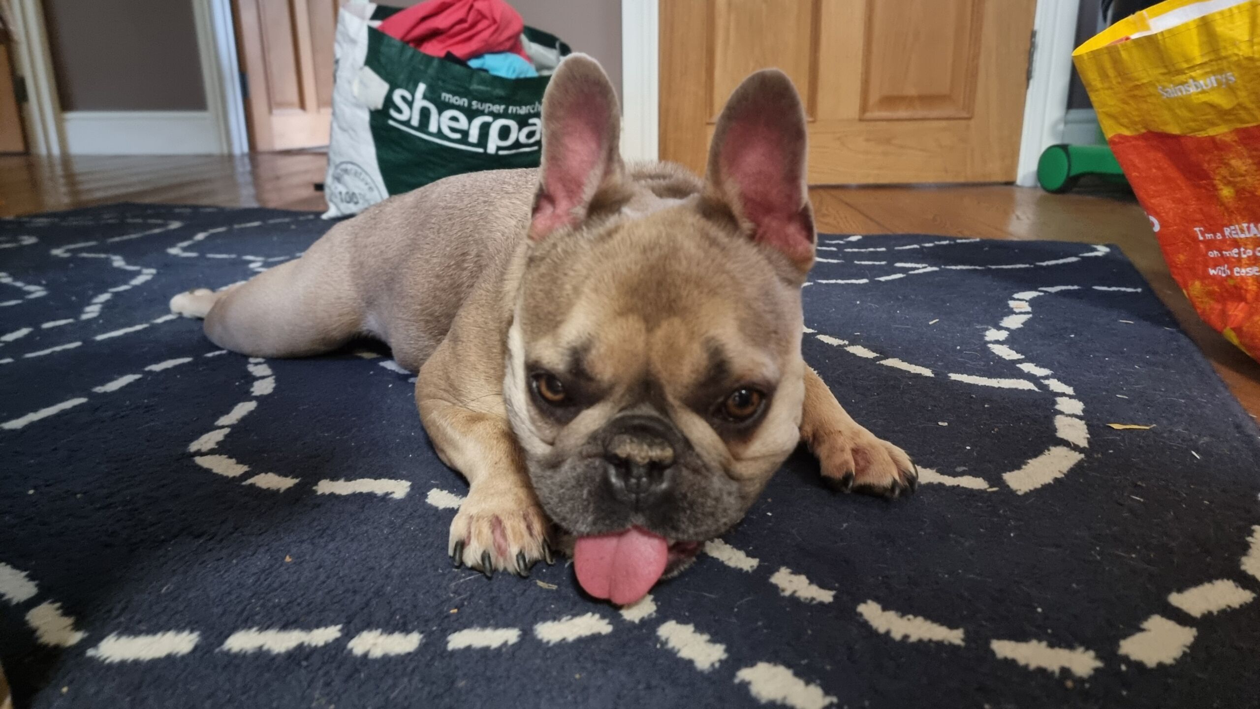 Full image of A champagne-coloured French Bulldog lies on a rug, with her tongue sticking out almost enough to touch the floor.
