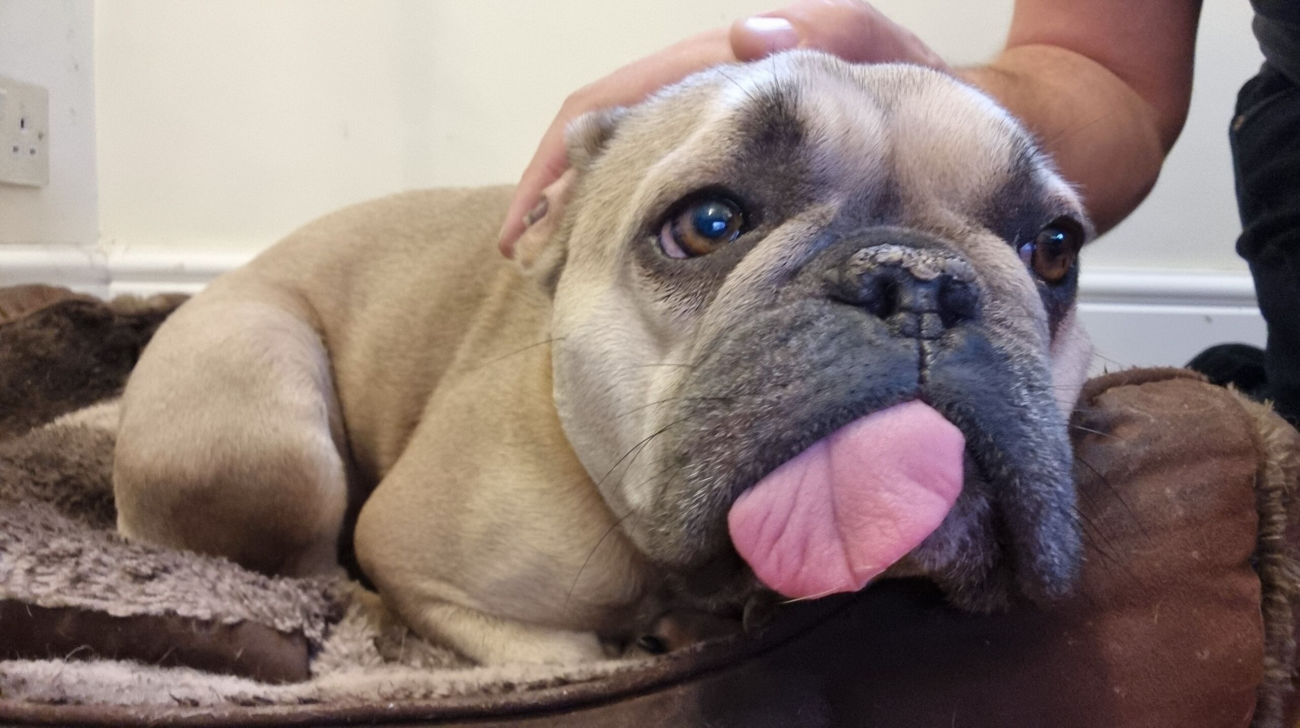 Full image of Close-up of a French Bulldog, lying in a basket, being petted by a white person's hand which is stroking her head and pushing back her ears. Her tongue is sticking out and to the side, clamped in her otherwise-closed mouth.