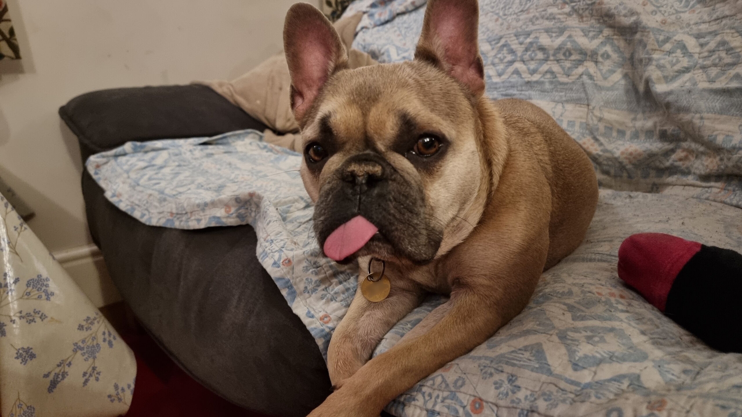 Full image of A champagne-coloured French Bulldog lies upright on a blue-and-white patterned blanket, atop a grey sofa. She's looking into the camera with her ears pricked up, attentively, but her tongue's lazily stuck out of the left side of her mouth as if she's forgotten it's there.
