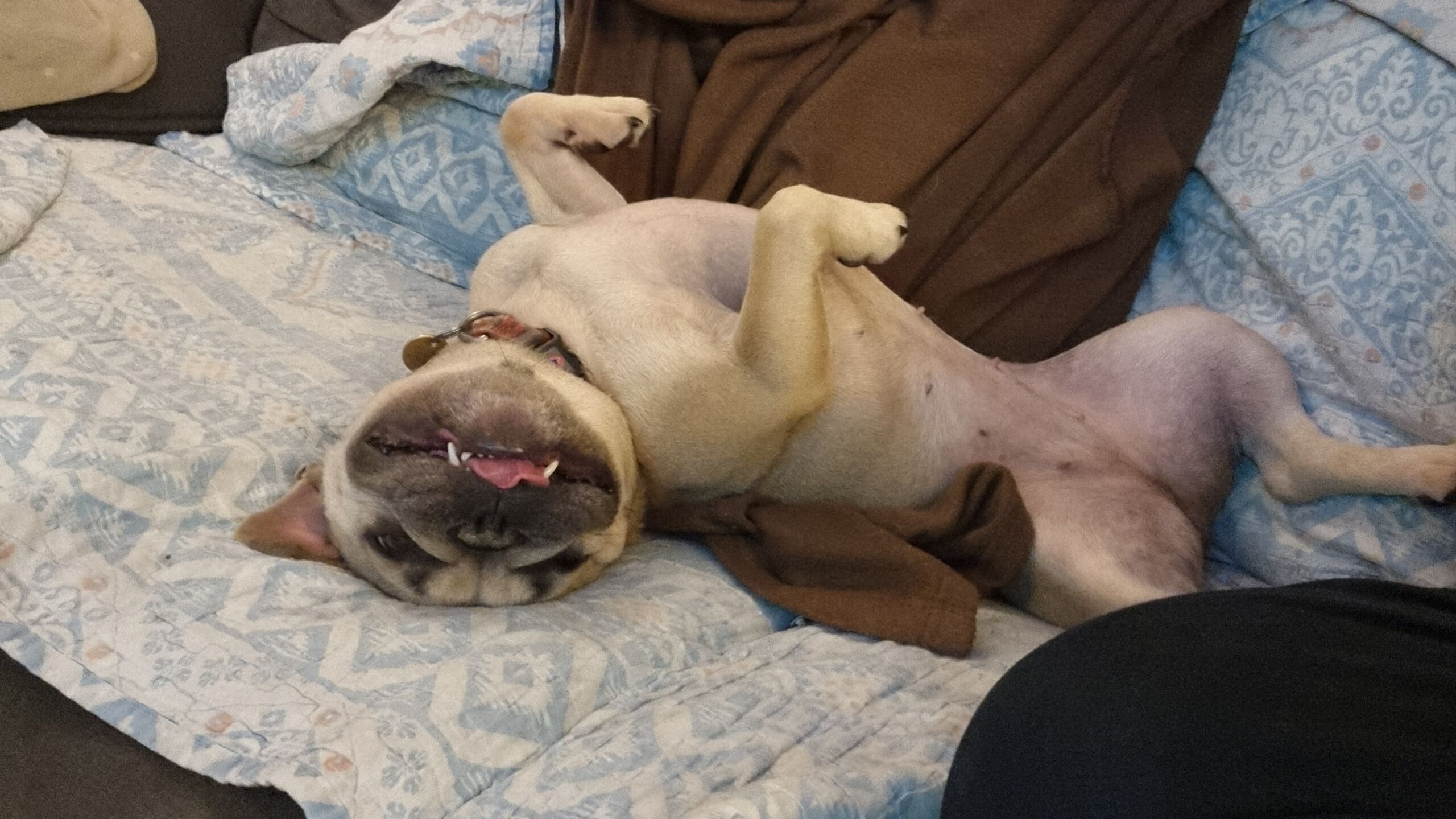 Full image of A champagne-coloured French Bulldog lies on her back on a sofa, spreading herself across two blankets and contorting her body into an uncomfortable-looking twist. Her eyes are mostly-closed, and her tongue is sticking-out from between a gap in her teeth in her otherwise-closed mouth.