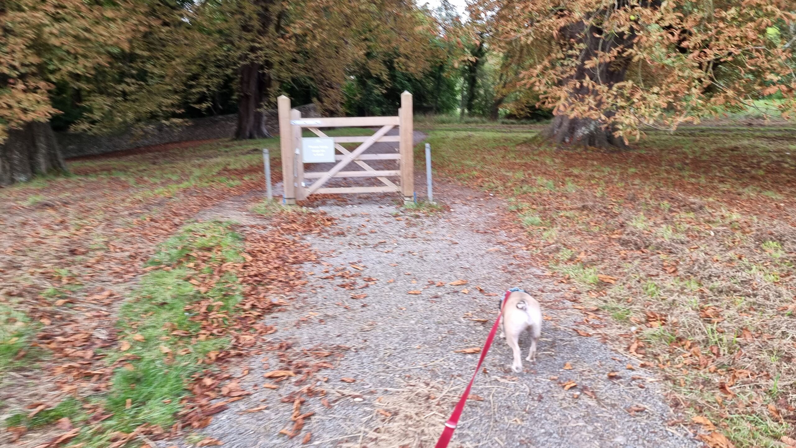 Full image of On a lead, a French Bulldog walks along a path towards a gate, which exists without a fence and even the path goes around both sides of it.