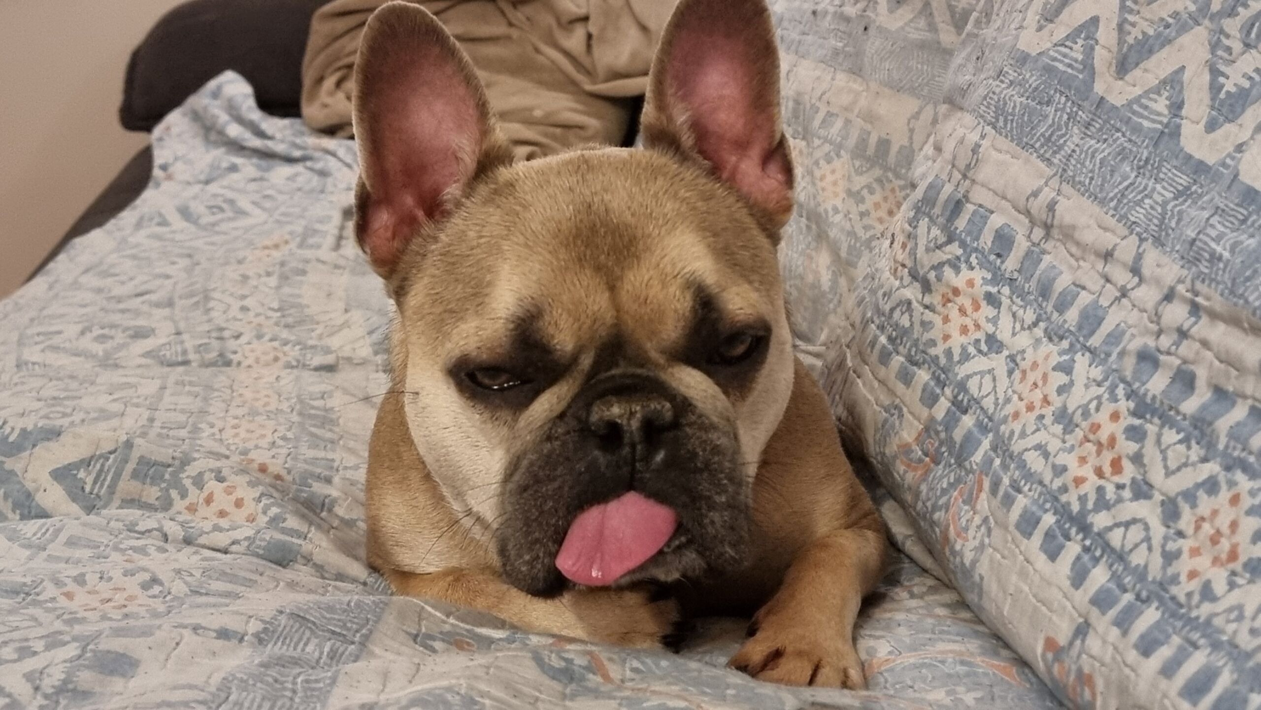 Full image of A sleepy-looking French Bulldog lies on a sofa, with her tongue sticking out and her eyes almost closed.