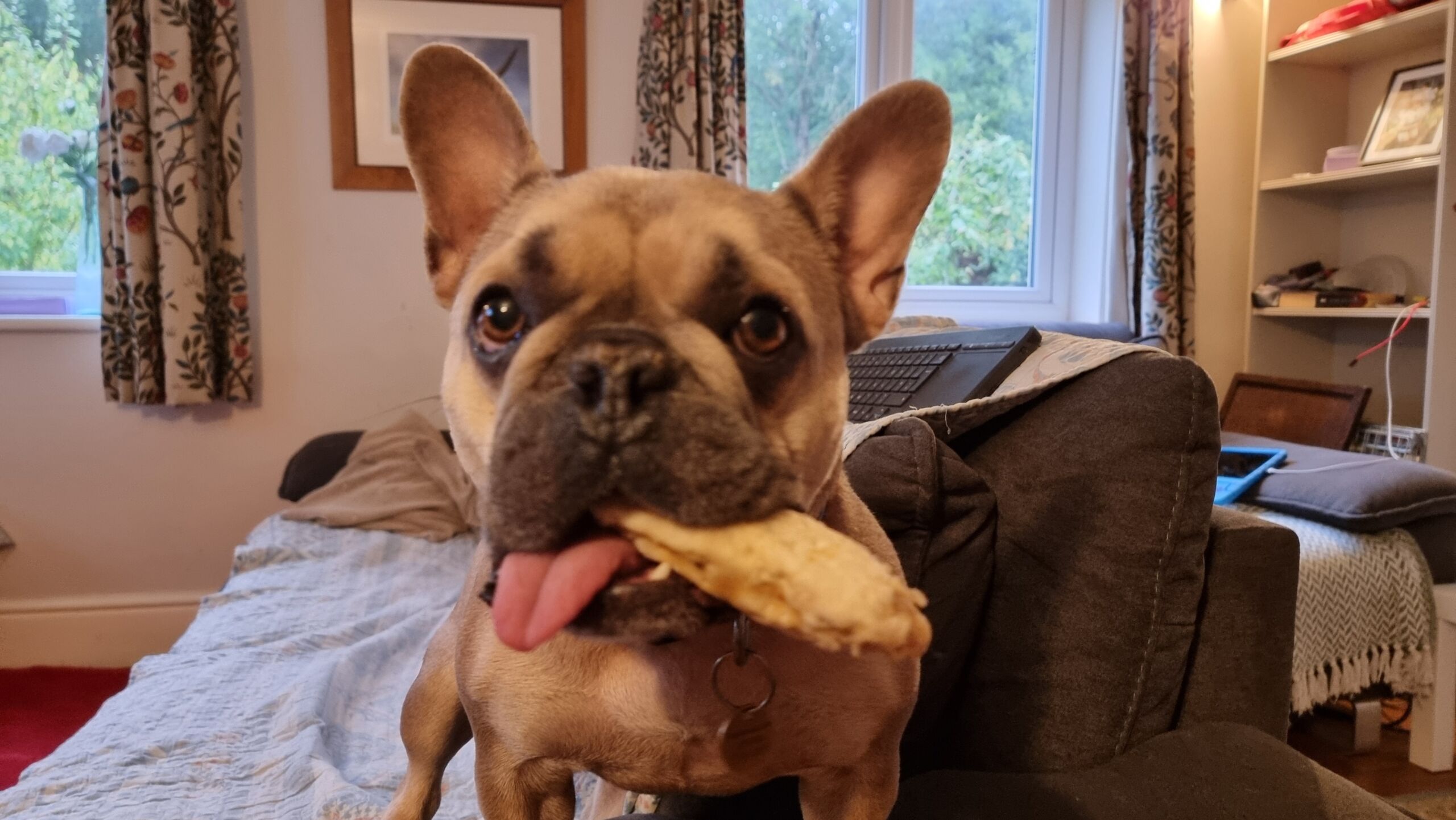 Full image of A French Bulldog stands on a sofa, facing the camera, a rawhide chew toy hanging out of the left-hand-side of her mouth, and her tongue lolling from the right-hand-side.