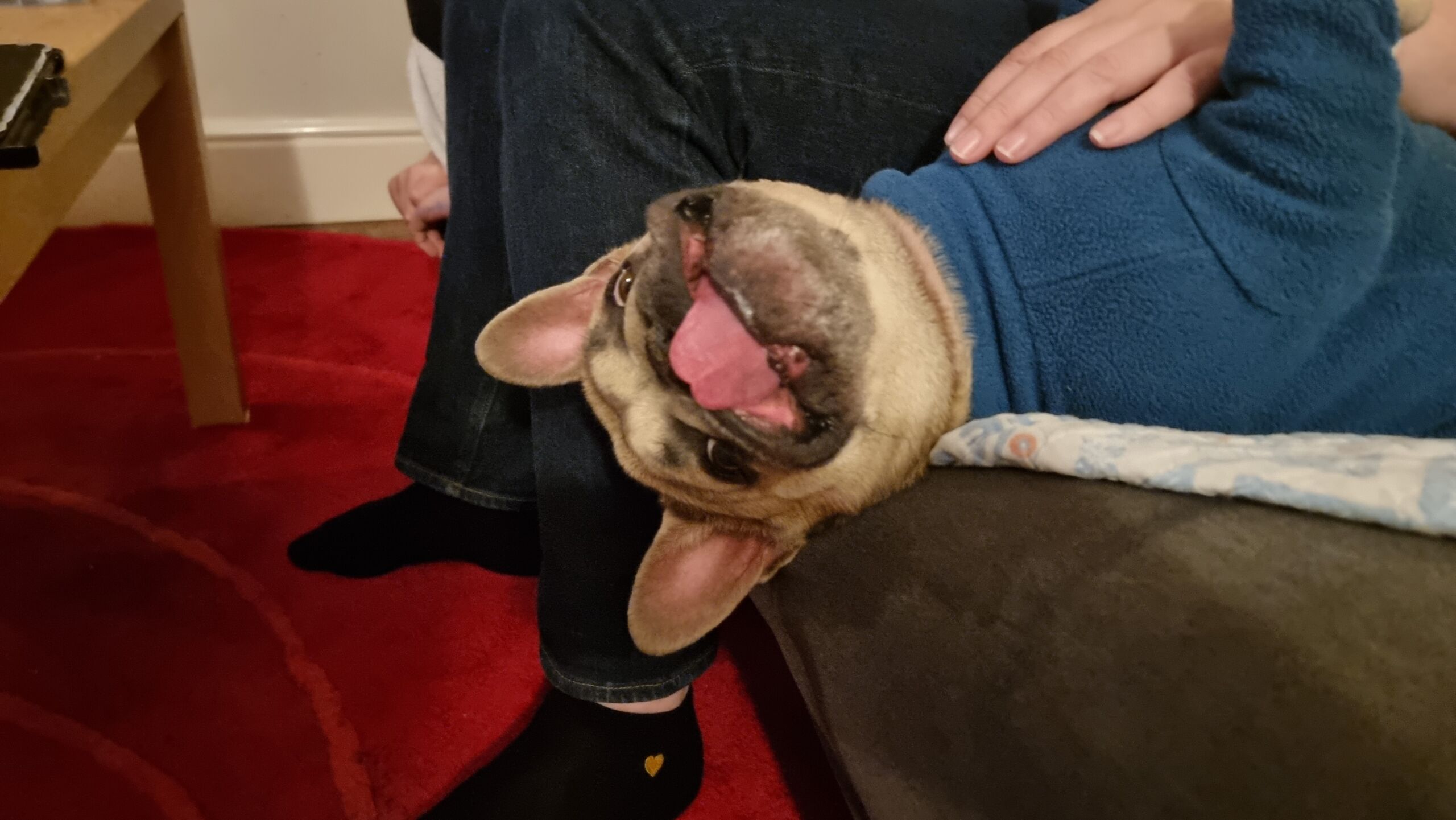 Full image of A French Bulldog wearing a teal jumper lies on her back on a sofa, her head hanging over the side, as she receives a belly rub from a human sitting near her. She's looking towards the camera, with her top lips hanging backwards on account of her unusual angle, and her tongue sticking out.
