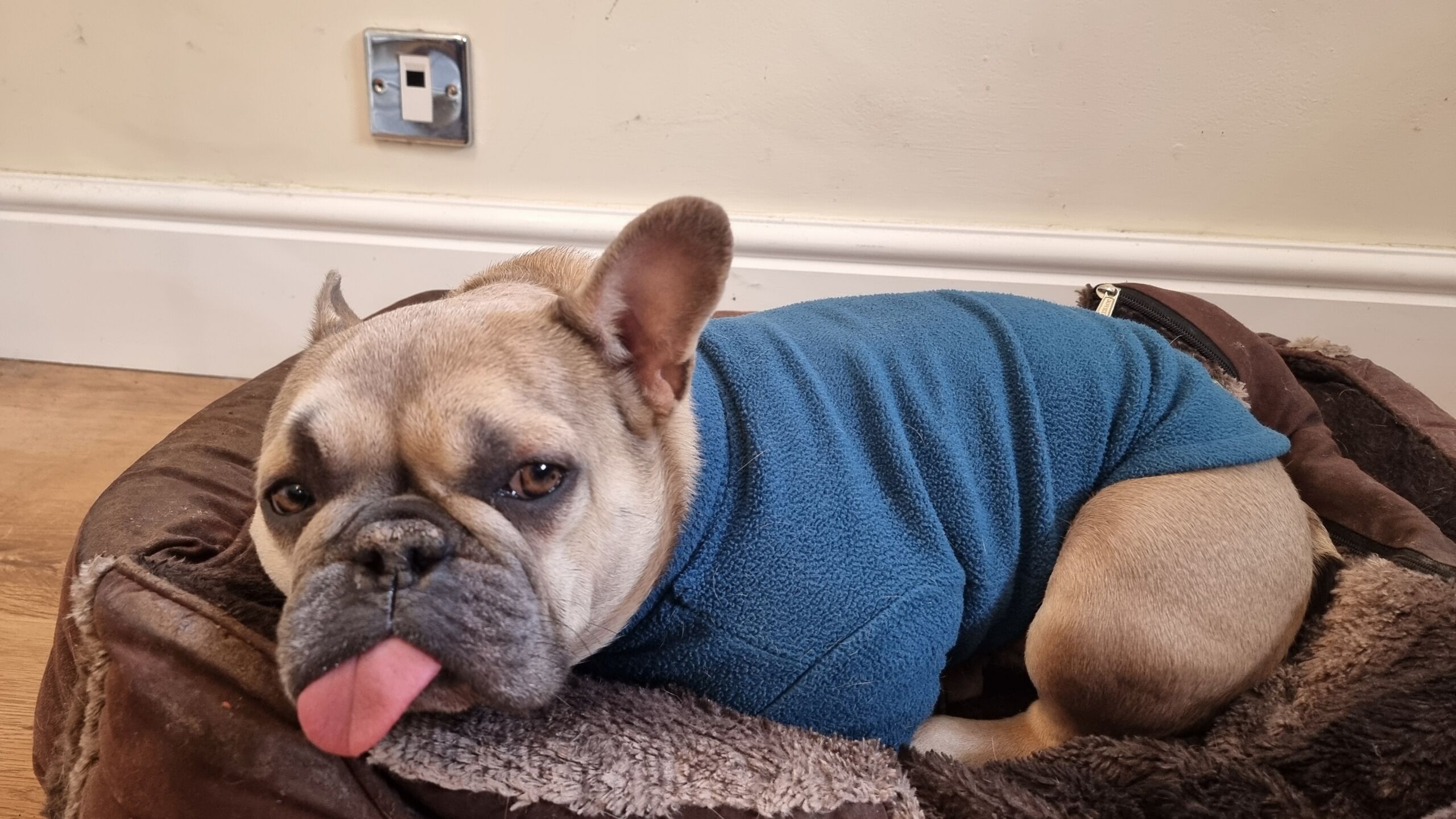 Full image of A French Bulldog wearing a teal jumper lies in a brown fuzzy dog basket, her legs tucked neatly beneath her body. One ear is sticking up and the other tucked back, and her tongue is sticking out in a full blep.