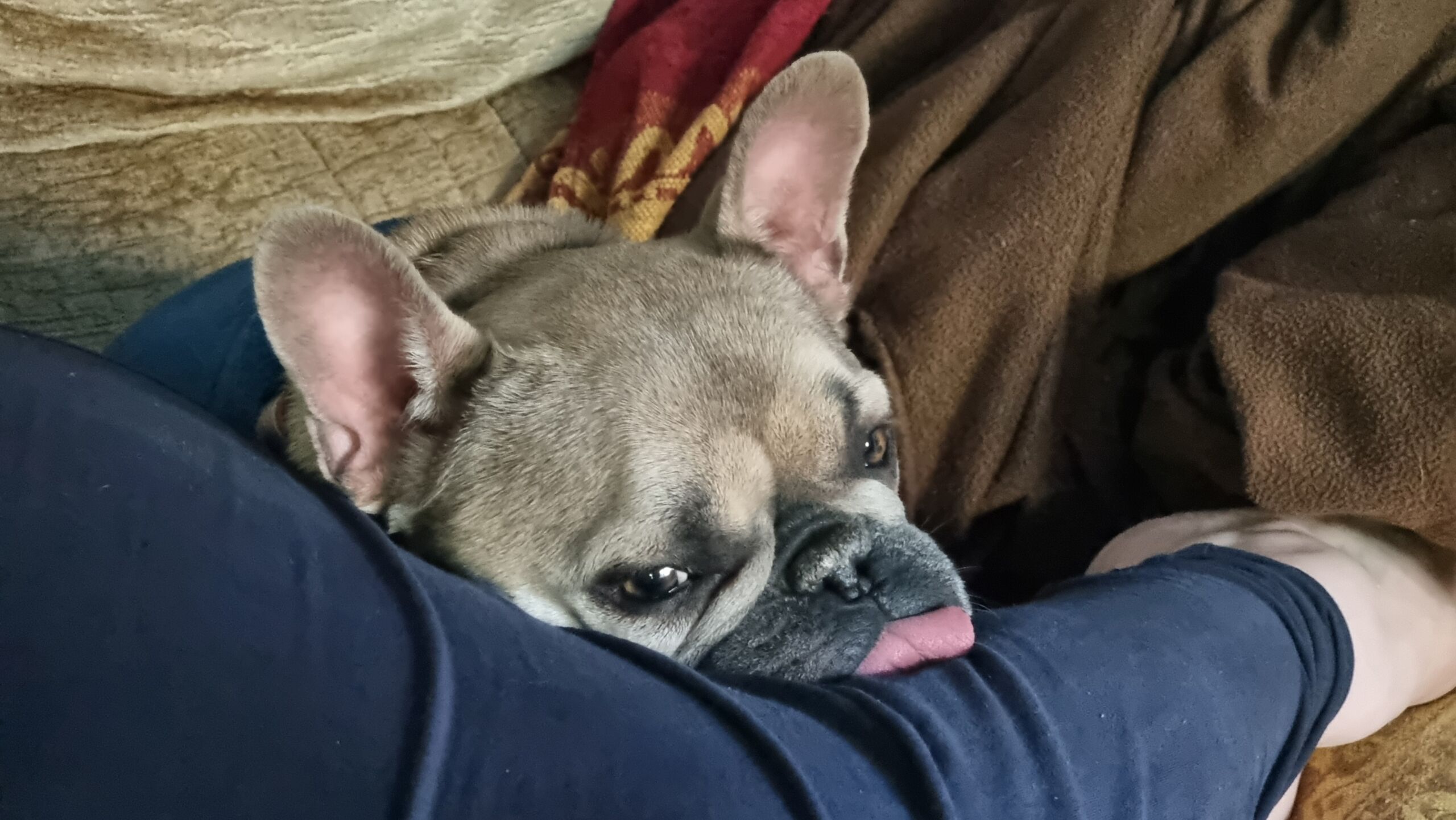 Full image of A French Bulldog snuggles comfortably amongst a pile of blankets on a sofa, with her head - and sticking-out tongue - resting atop the black trouser leg of a human with whom she shares the seat.