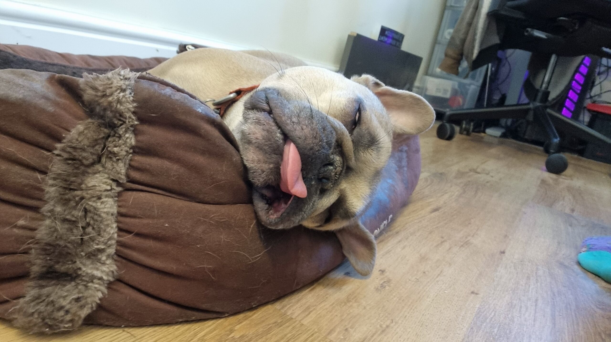 Full image of A champagne-coloured French Bulldog lies on her side in a basket, sound asleep, with her tongue sticking out.