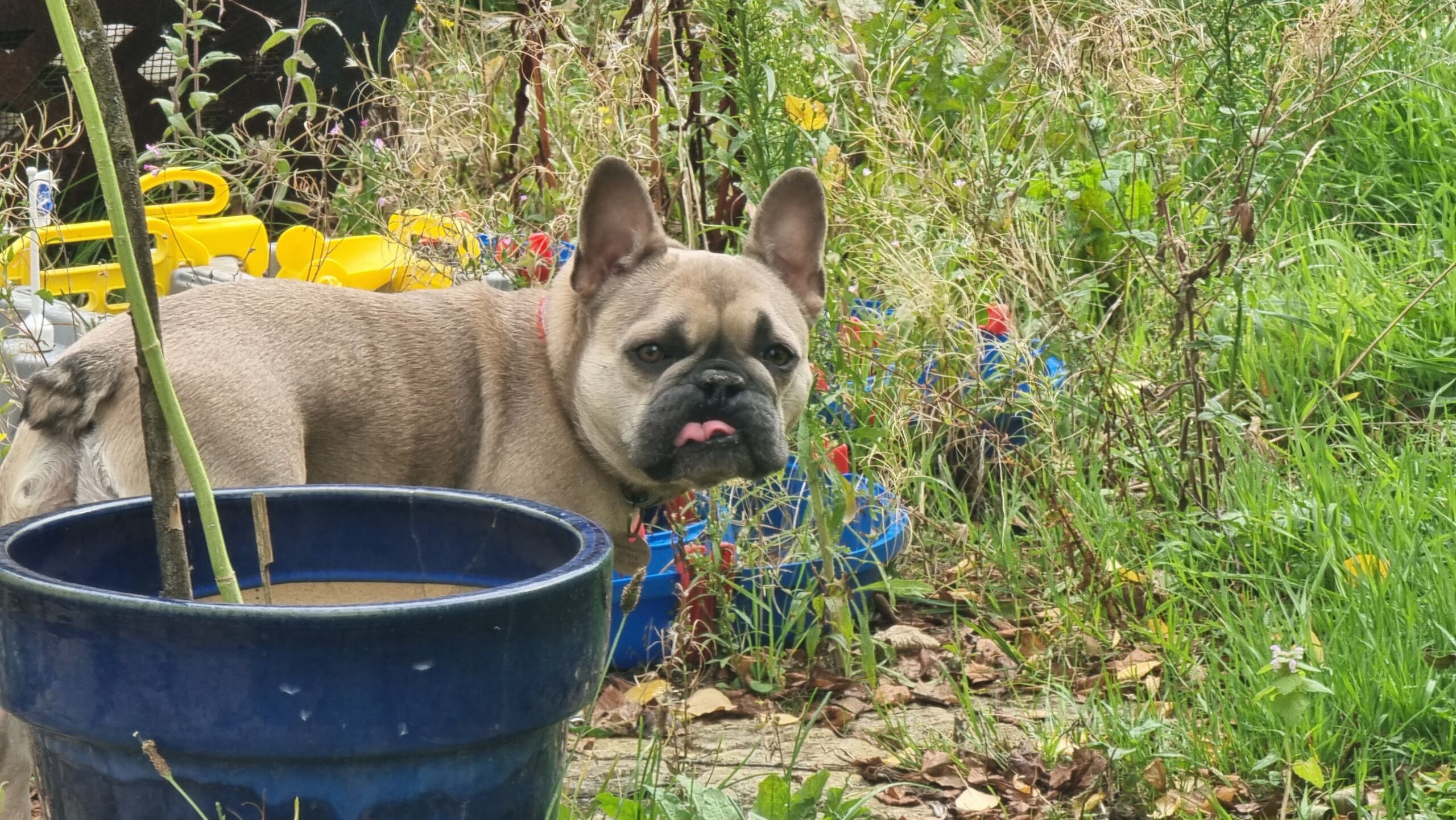 Full image of A French Bulldog with a dorky blep stands amongst overgrown grass and weeds, a large plantpot, and some kids toys.